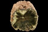 Triassic Woodworthia Petrified Limb - Zimbabwe #125928-1